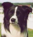 Murk - Border Collie M&acirc;le (4 ans)