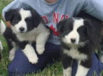 pepper(left) salt(right) - Border Collie (5 mois)