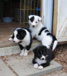 Harry(top)christal(left)flower(right) - Border Collie (5 mois)