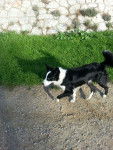 gina - Border Collie (1 an)