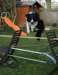 Max jumping - Border Collie M&acirc;le (5 ans)