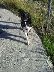 gina - Border Collie (1 an)