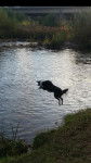 gina en plein saut - Border Collie (1 an)