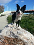 gina . - Border Collie (1 an)