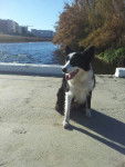 gina.. - Border Collie (1 an)
