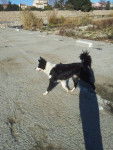 gina.. - Border Collie (1 an)