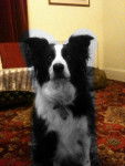 murphy - Border Collie (12 ans)