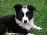 My new dog 'Tammy' - Border Collie (7 mois)