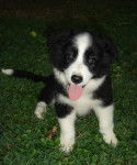 My new dog 'Tammy' - Border Collie (7 mois)