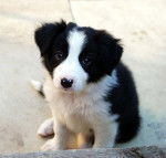 My new dog 'Tammy' - Border Collie (7 mois)