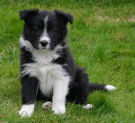 Belka - Border Collie