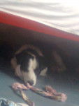 Cham&aacute;n - Border Collie M&acirc;le (10 mois)