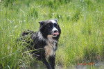 Sam - Border Collie M&acirc;le (6 ans)