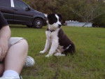 Baby Dodger - Border Collie Mâle (2 mois)