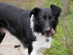 Lashie - Border Collie (3 ans)