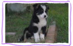 bobi my nuevo perrito - Border Collie Mâle (5 mois)