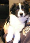 domingo - Border Collie M&acirc;le (2 mois)