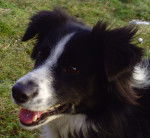 Lovely - Border Collie (1 an)