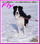 Fly - Border Collie