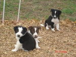 Lilly,Max And Abby - Border Collie (3 mois)