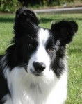 Abby! - Border Collie (3 ans)