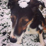 Flynn - Border Collie M&acirc;le (2 ans)