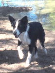 india - Border Collie (1 an)