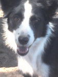 india - Border Collie (1 an)