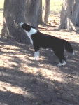 india - Border Collie (1 an)