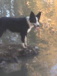 india - Border Collie (1 an)