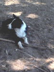 india - Border Collie (1 an)