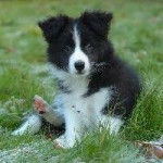 fifi - Border Collie M&acirc;le (6 mois)