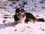 Diam's - Border Collie Mâle (1 an)