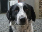 Lofer - Border Collie M&acirc;le (3 ans)