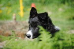 Flash - Border Collie M&acirc;le (2 ans)