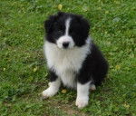 Coeur - Border Collie M&acirc;le (3 mois)