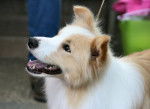 Tropic - Border Collie (7 mois)