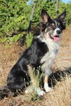 arcencielle - Border Collie (7 ans)