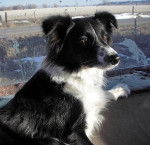 Cooler - Border Collie M&acirc;le (3 ans)