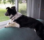 Gina - Border Collie (6 ans)