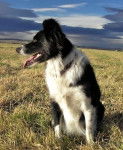 Jet - Border Collie M&acirc;le (6 ans)