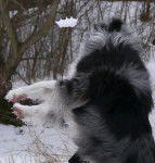 Motte - Border Collie (9 ans)