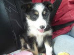 doudounette la coquine - Border Collie (2 mois)
