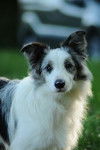 Mon chien - Border Collie Mâle (2 ans)