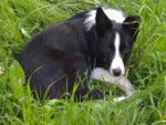 Holy - Border Collie (1 an)