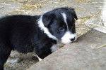 Luna - Border Collie (1 mois)