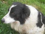 chipie - Border Collie