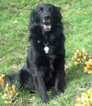 Bo-Ra - Border Collie (2 ans)