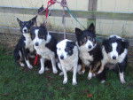 my dogs - Border Collie (Autre)