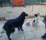 Falko et Maggy - Border Collie